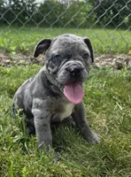 Marshall, a male Olde English Bulldogge for sale in Carey, OH – 1 of 10