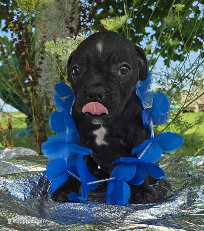 George – Olde English Bulldogge puppy for sale in Carey, OH