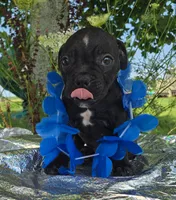 George, a male Olde English Bulldogge for sale in Carey, OH – 1 of 6