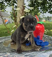 Ryder, a male Olde English Bulldogge for sale in Carey, OH – 5 of 10
