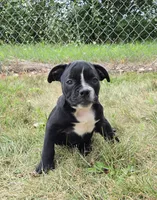 Trixie, a female Olde English Bulldogge for sale in Carey, OH – 6 of 10