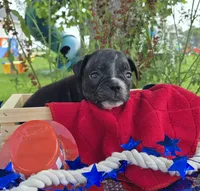 Trixie, a female Olde English Bulldogge for sale in Carey, OH – 2 of 5