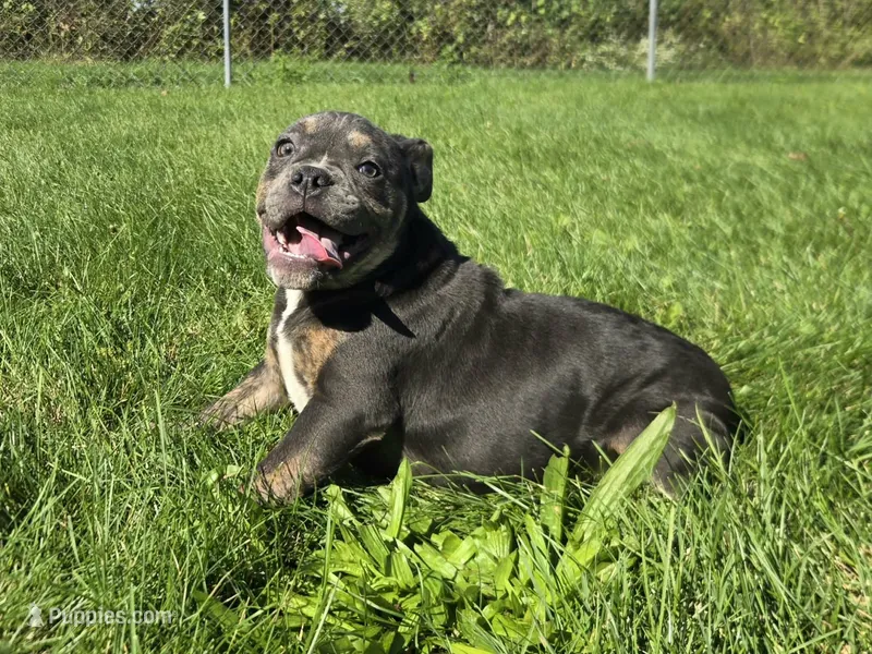 Ryder – Olde English Bulldogge puppy for sale in Carey, OH