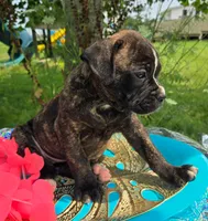 Olivia, a female American Bulldog for sale in Carey, OH – 4 of 7