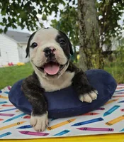 Alice, a male Olde English Bulldogge for sale in Carey, OH – 5 of 10