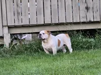 Ed, a male Olde English Bulldogge for sale in Carey, OH – 6 of 7