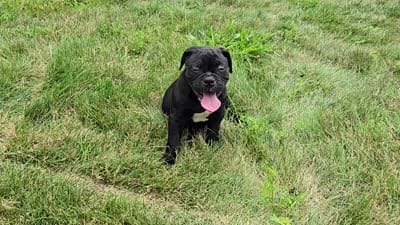 Woody, a male Olde English Bulldogge for sale in Carey, OH – 10 of 10