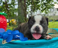 Henry, a male Olde English Bulldogge for sale in Carey, OH – 6 of 6