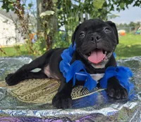 Woody, a male Olde English Bulldogge for sale in Carey, OH – 9 of 10