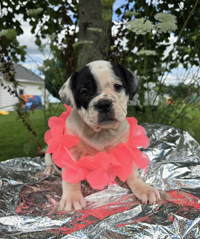 Bonnie – Olde English Bulldogge puppy for sale in Carey, OH