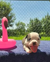 Bopeep, a female Olde English Bulldogge for sale in Carey, OH – 4 of 9