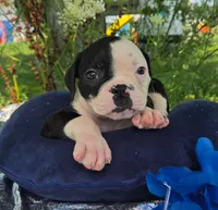 Joey, a male Olde English Bulldogge for sale in Carey, OH – 3 of 7