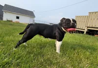 Buzz, a male Olde English Bulldogge for sale in Carey, OH – 6 of 6