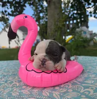Skye, a female Olde English Bulldogge for sale in Carey, OH – 2 of 5