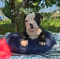 Margaret, a male Olde English Bulldogge for sale in Carey, OH – 2 of 4