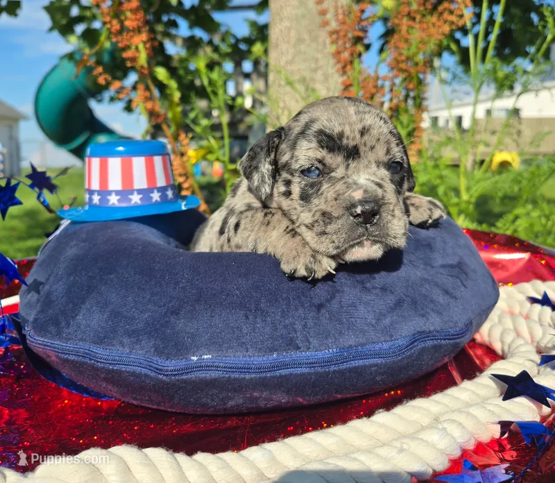 Ruble – Olde English Bulldogge puppy for sale in Carey, OH