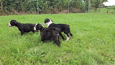 Margaret, a female Olde English Bulldogge for sale in Carey, OH – 9 of 10