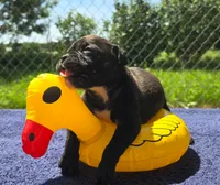 Woody, a male Olde English Bulldogge for sale in Carey, OH – 4 of 7