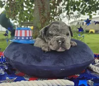Marshall, a male Olde English Bulldogge for sale in Carey, OH – 9 of 10