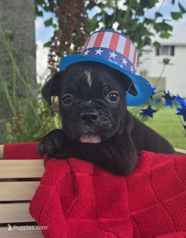 Buzz – Olde English Bulldogge puppy for sale in Carey, OH