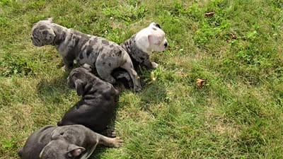 Porter, a male Olde English Bulldogge for sale in Carey, OH – 10 of 10