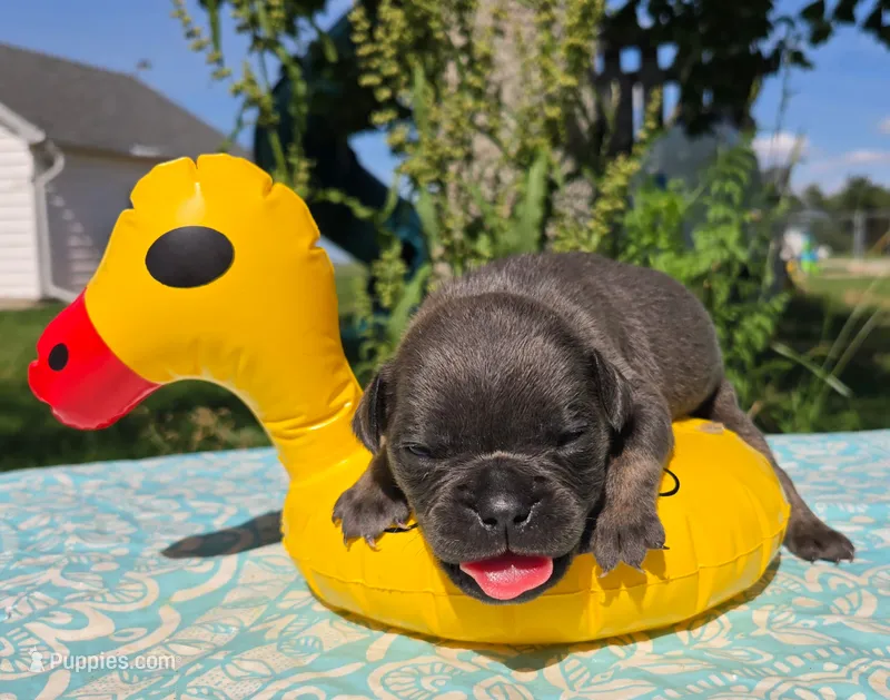 Porter – Olde English Bulldogge puppy for sale in Carey, OH