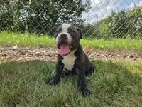 Henry, a male Olde English Bulldogge for sale in Carey, OH – 6 of 10