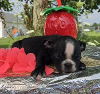Jessie, a female Olde English Bulldogge for sale in Carey, OH – 4 of 10