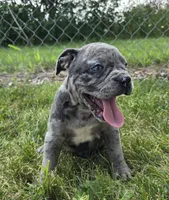 Marshall, a male Olde English Bulldogge for sale in Carey, OH – 2 of 10