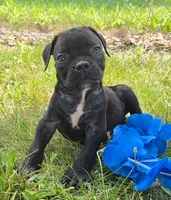 Dennis, a male Olde English Bulldogge for sale in Carey, OH – 5 of 6