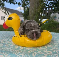 Marshall, a male Olde English Bulldogge for sale in Carey, OH – 4 of 5