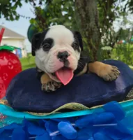 James, a male Olde English Bulldogge for sale in Carey, OH – 2 of 7