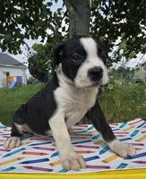 Margaret, a female Olde English Bulldogge for sale in Carey, OH – 2 of 10