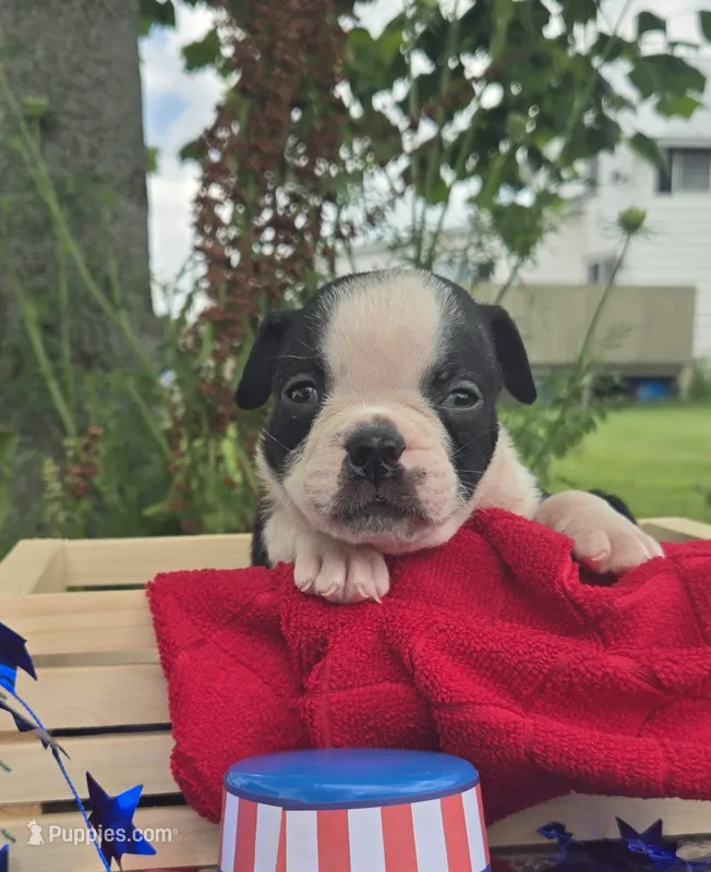 Forky – Olde English Bulldogge puppy for sale in Carey, OH