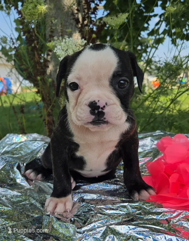 Margaret – Olde English Bulldogge puppy for sale in Carey, OH