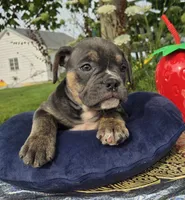 Ryder, a male Olde English Bulldogge for sale in Carey, OH – 3 of 10