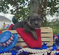 Ryder, a male Olde English Bulldogge for sale in Carey, OH – 6 of 10