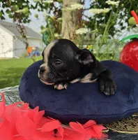 Jessie, a female Olde English Bulldogge for sale in Carey, OH – 2 of 10