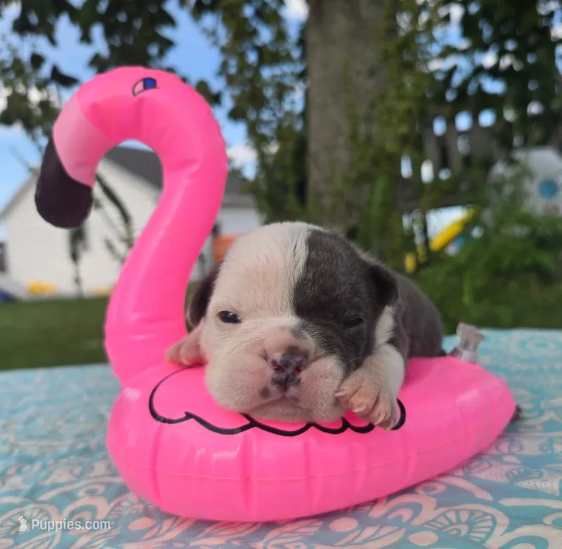 Skye – Olde English Bulldogge puppy for sale in Carey, OH