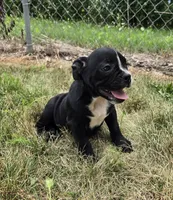 Trixie, a female Olde English Bulldogge for sale in Carey, OH – 9 of 10