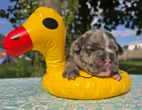 Chase, a male Olde English Bulldogge for sale in Carey, OH – 3 of 5