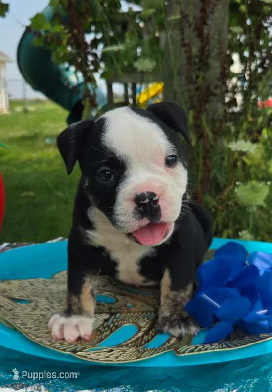 Ed – Olde English Bulldogge puppy for sale in Carey, OH