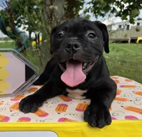Woody, a male Olde English Bulldogge for sale in Carey, OH – 2 of 10