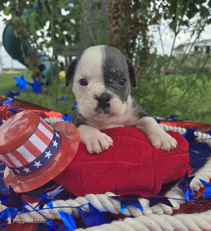 Skye – Olde English Bulldogge puppy for sale in Carey, OH