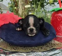 Jessie, a female Olde English Bulldogge for sale in Carey, OH – 3 of 10
