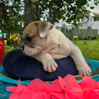 Irene, a female Olde English Bulldogge for sale in Carey, OH – 3 of 7