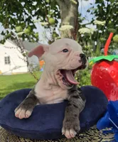 Rocky, a male Olde English Bulldogge for sale in Carey, OH – 5 of 10