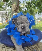 Marshall, a male Olde English Bulldogge for sale in Carey, OH – 5 of 10