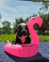 Jessie, a female Olde English Bulldogge for sale in Carey, OH – 3 of 5