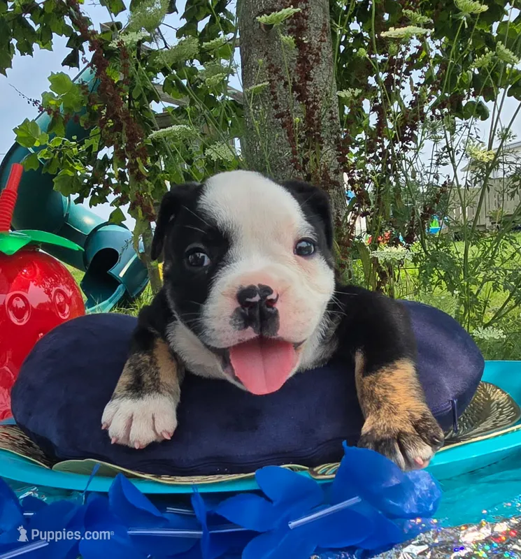 Ed – Olde English Bulldogge puppy for sale in Carey, OH
